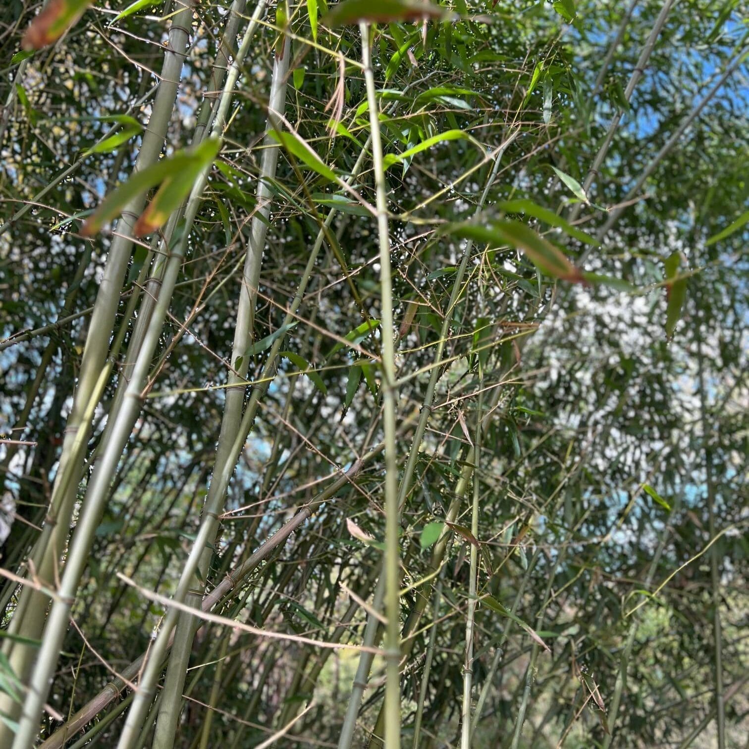 Bamboo Removal and Remediation Doylestown, PA